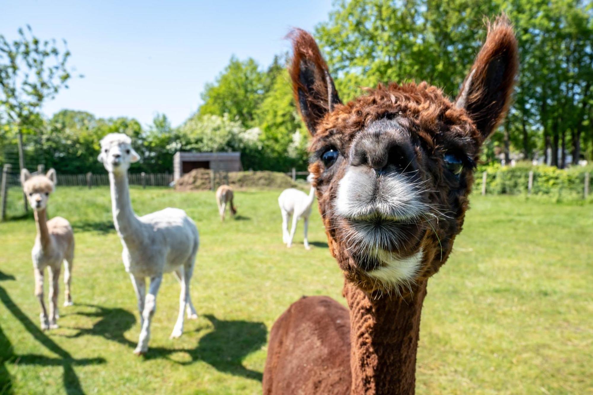 Hoeve Den Akker - Luxueuze Vakantiewoningen Met Privetuinen En Alpaca'S Nabij Brugge, Damme, Knokke, Sluis En Cadzand Екстер'єр фото