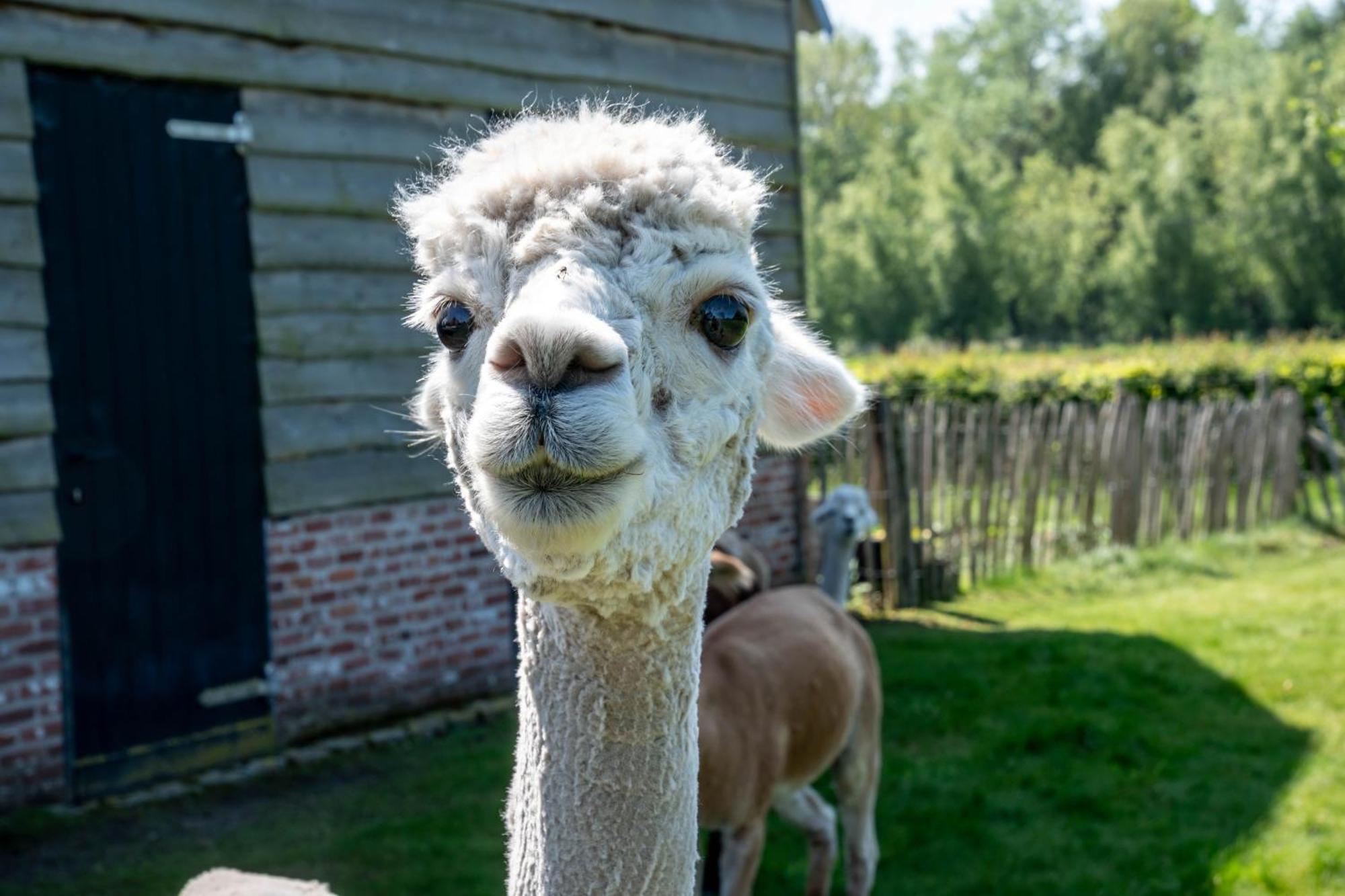 Hoeve Den Akker - Luxueuze Vakantiewoningen Met Privetuinen En Alpaca'S Nabij Brugge, Damme, Knokke, Sluis En Cadzand Екстер'єр фото