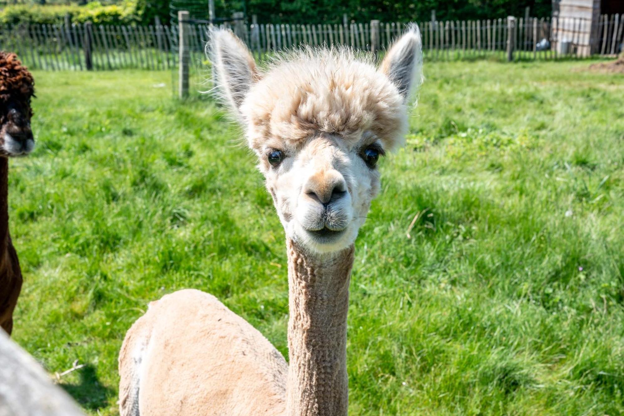 Hoeve Den Akker - Luxueuze Vakantiewoningen Met Privetuinen En Alpaca'S Nabij Brugge, Damme, Knokke, Sluis En Cadzand Екстер'єр фото